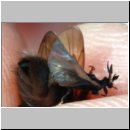 Schlupf eines Stylops-Maennchens 13.jpg